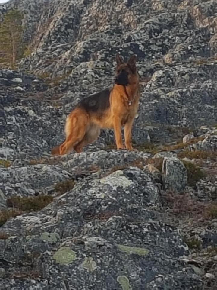 Nydelig Utsikt, Egen Leilighet Med To Parkeringer Movik  Luaran gambar